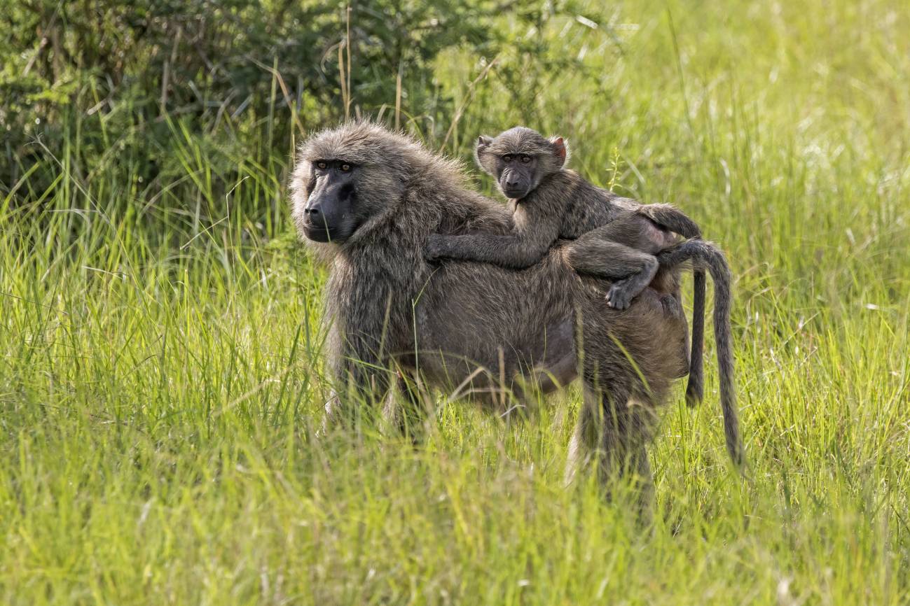 Genomas de primates revelan claves de mutaciones que causan enfermedades