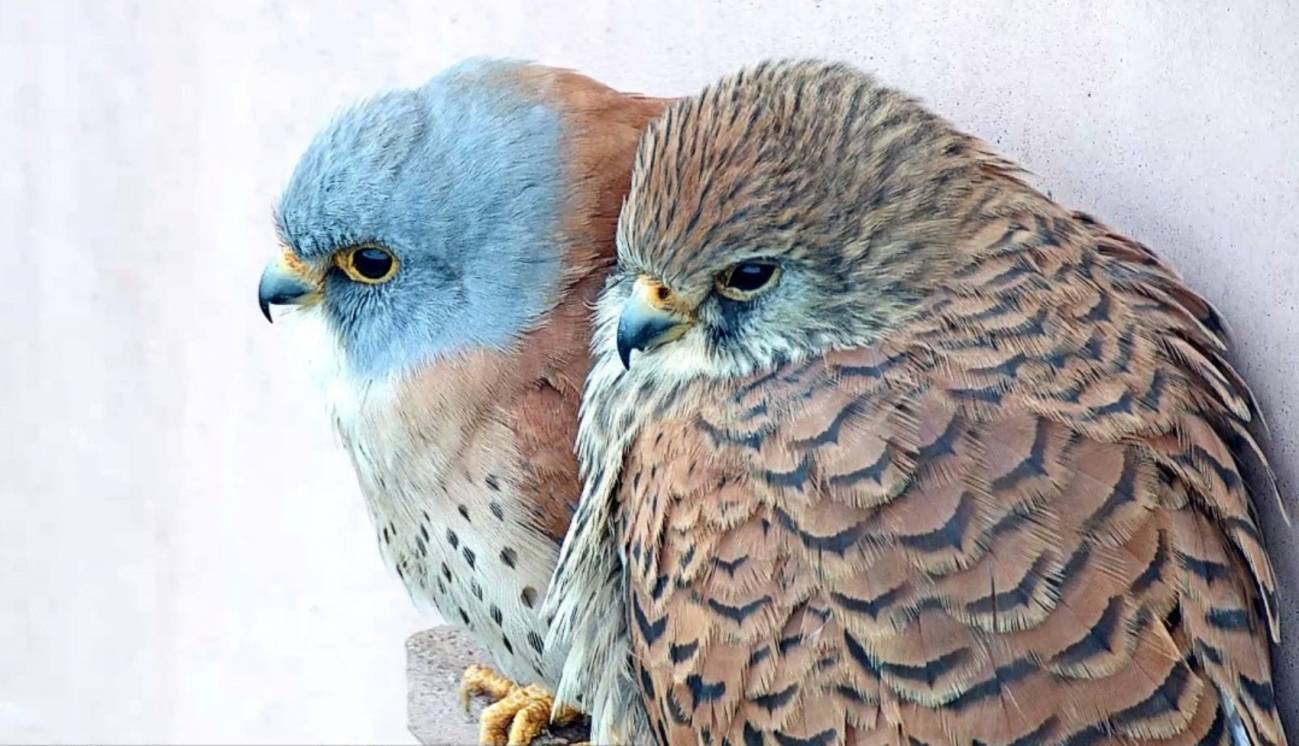 Más de 25 mil horas observando aves a través de cámaras en directo