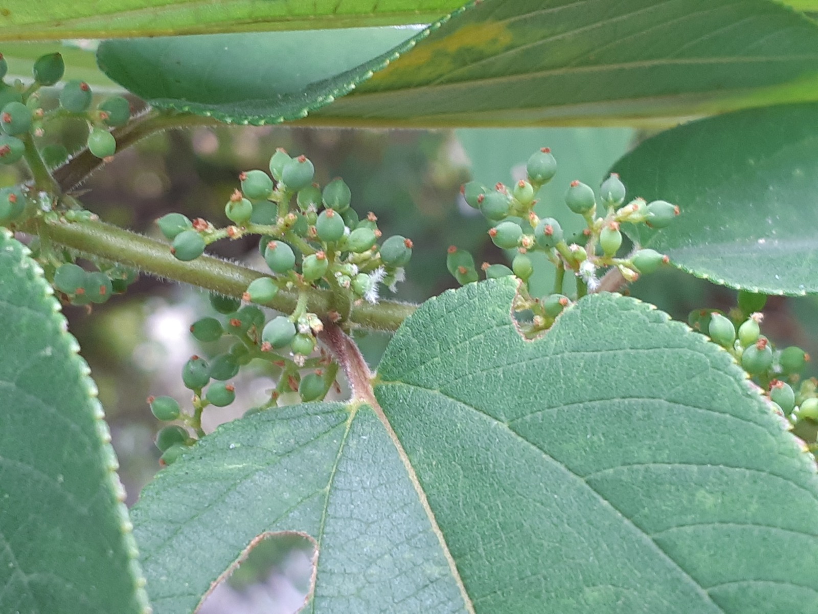 Identifican en Brasil una planta alternativa a la marihuana para obtener el canabidiol