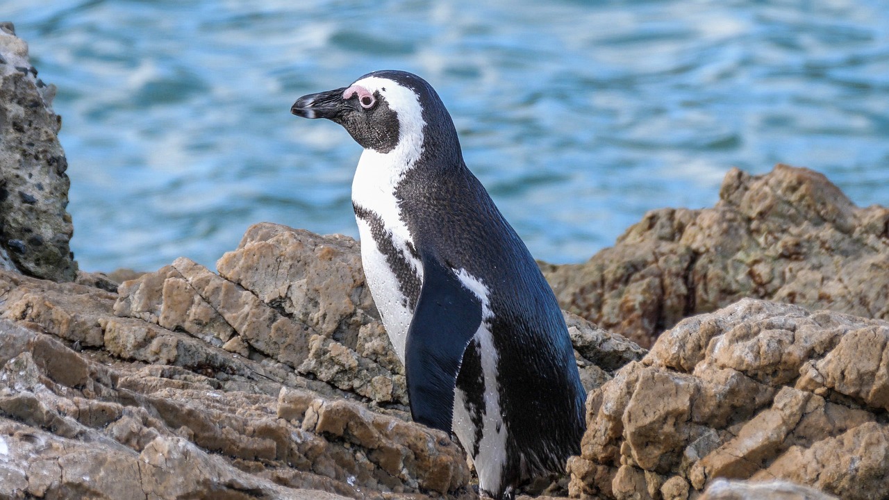 Una clínica en Sudáfrica rehabilita a pingüinos amenazados