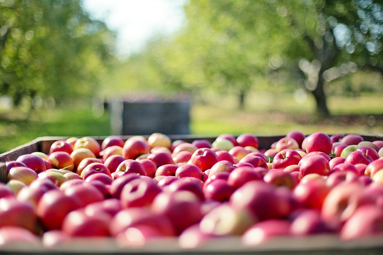 Expertos señalan la digitalización y la innovación como claves para el agro en América