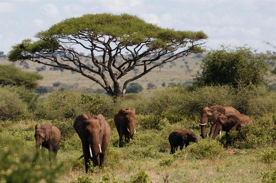 El declive y la extinción de la megafauna africana no se debió a las actividades humanas