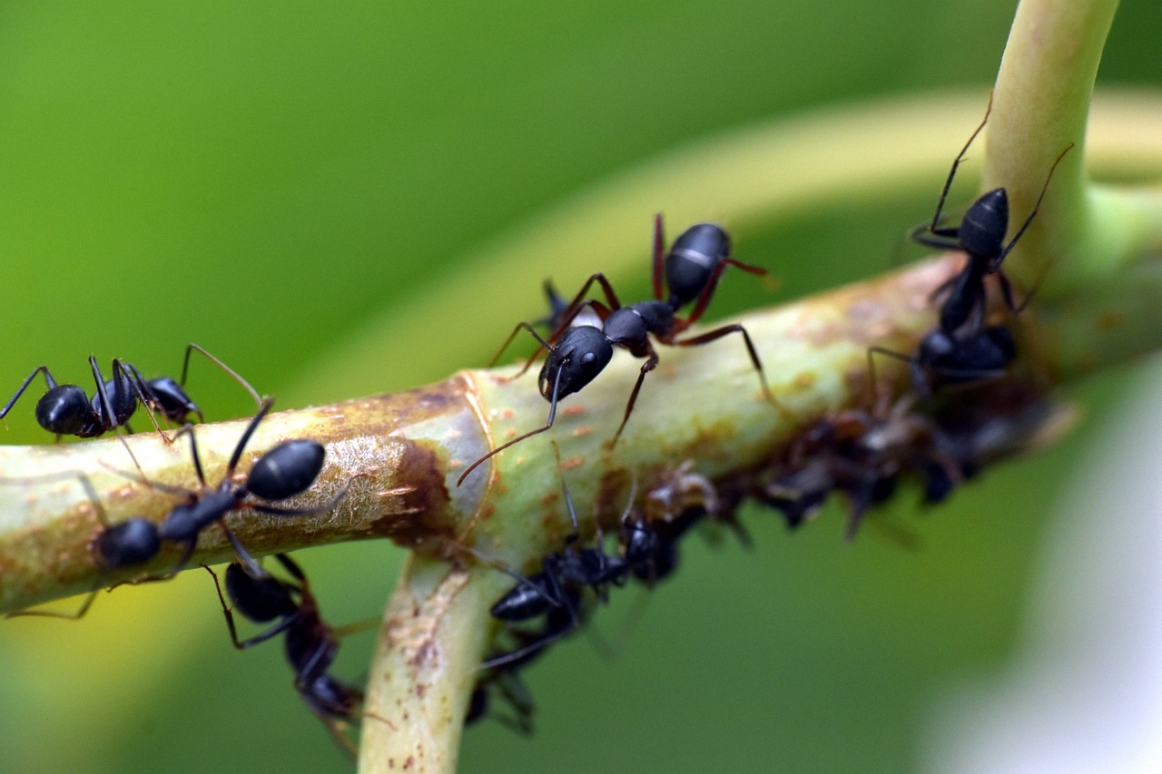 Hormigas ‘invasoras’ en el este de Europa debido al cambio climático