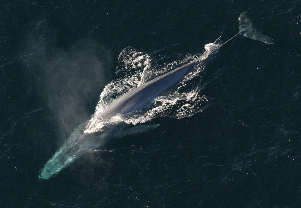 Un 10% de las especies marinas protegidas están en peligro de extinción