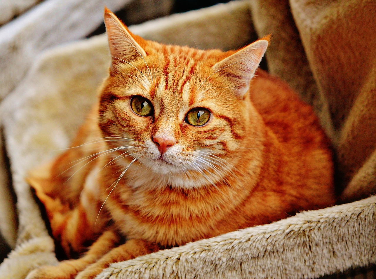 Crean una aplicación en Japón para reconocer el dolor de los gatos