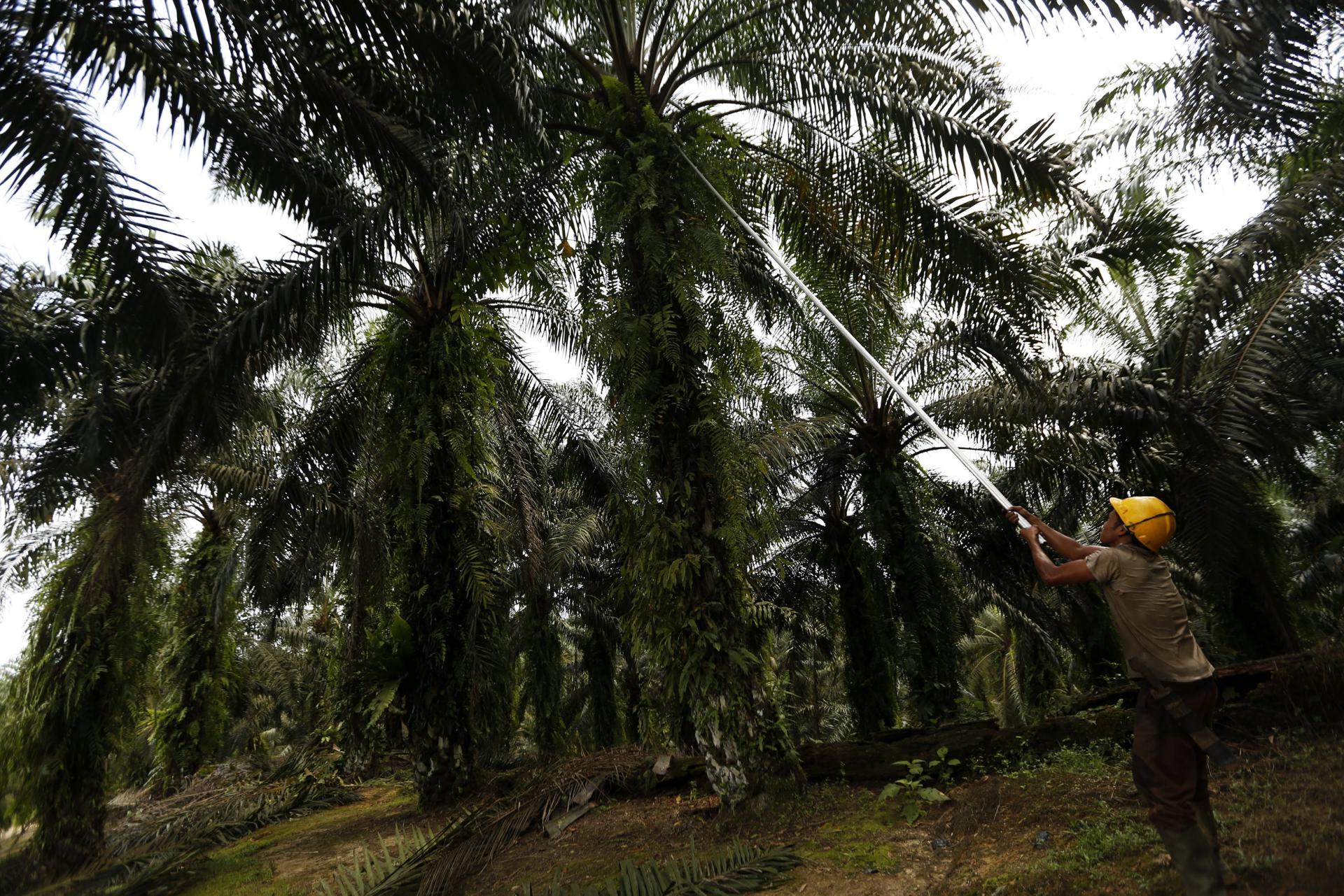 UE, Indonesia y Malasia hacen equipo para tratar la ley antideforestación