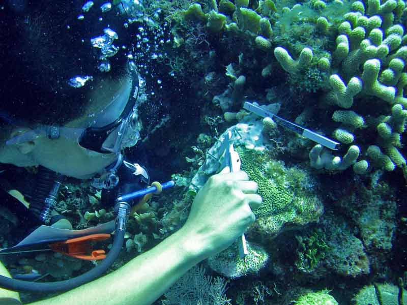 Los arrecifes coralinos, bajo constante amenaza por la acción humana