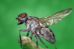 housefly-1122462_1280