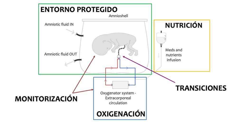 Placenta artificial logra que fetos de oveja sobrevivan 12 días