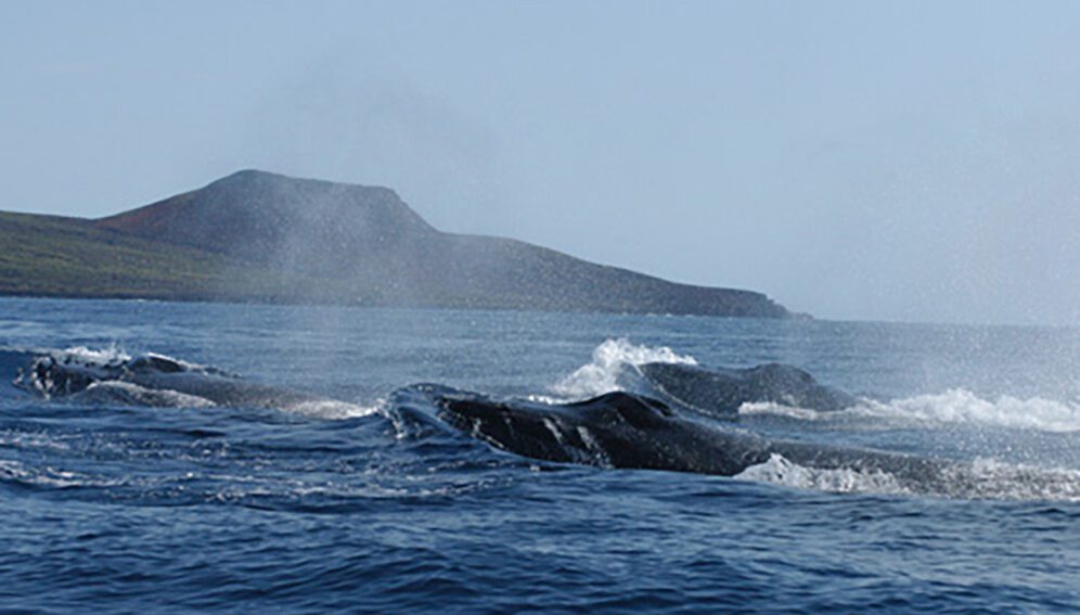 Minería marina amenaza a la biodiversidad del mar mexicano