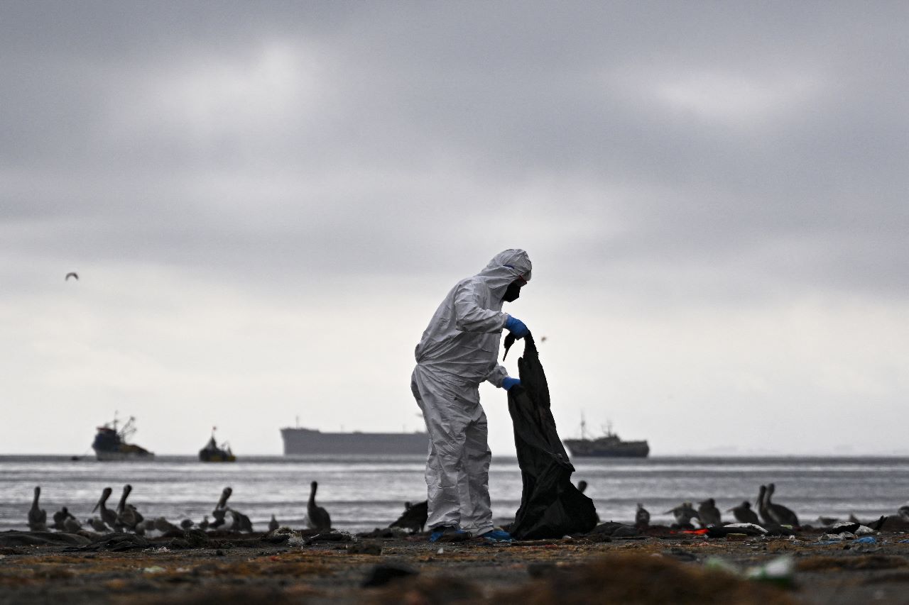 Chile investiga la muerte de aves marinas tras descartar la gripe aviar