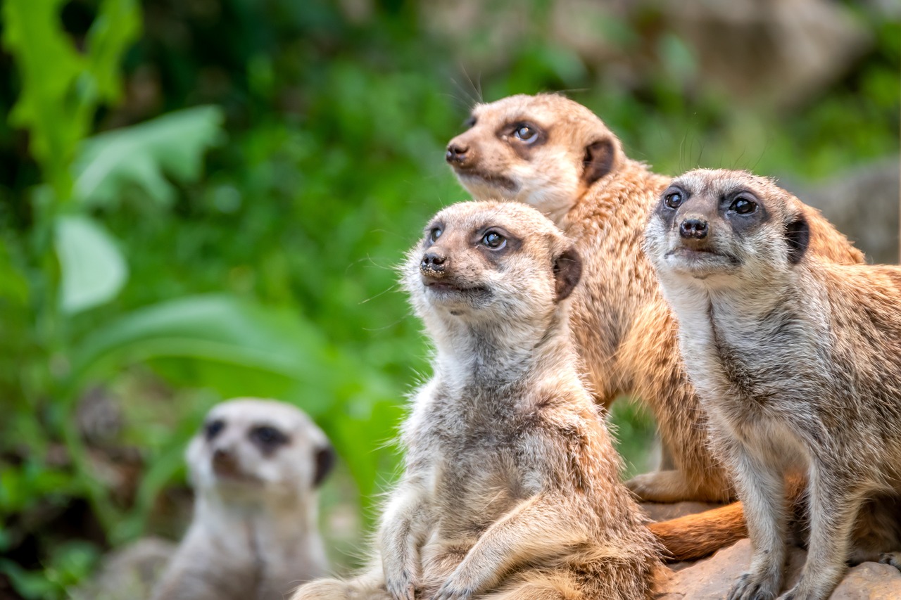 ¿Llegó el momento de «hablar» con los animales?