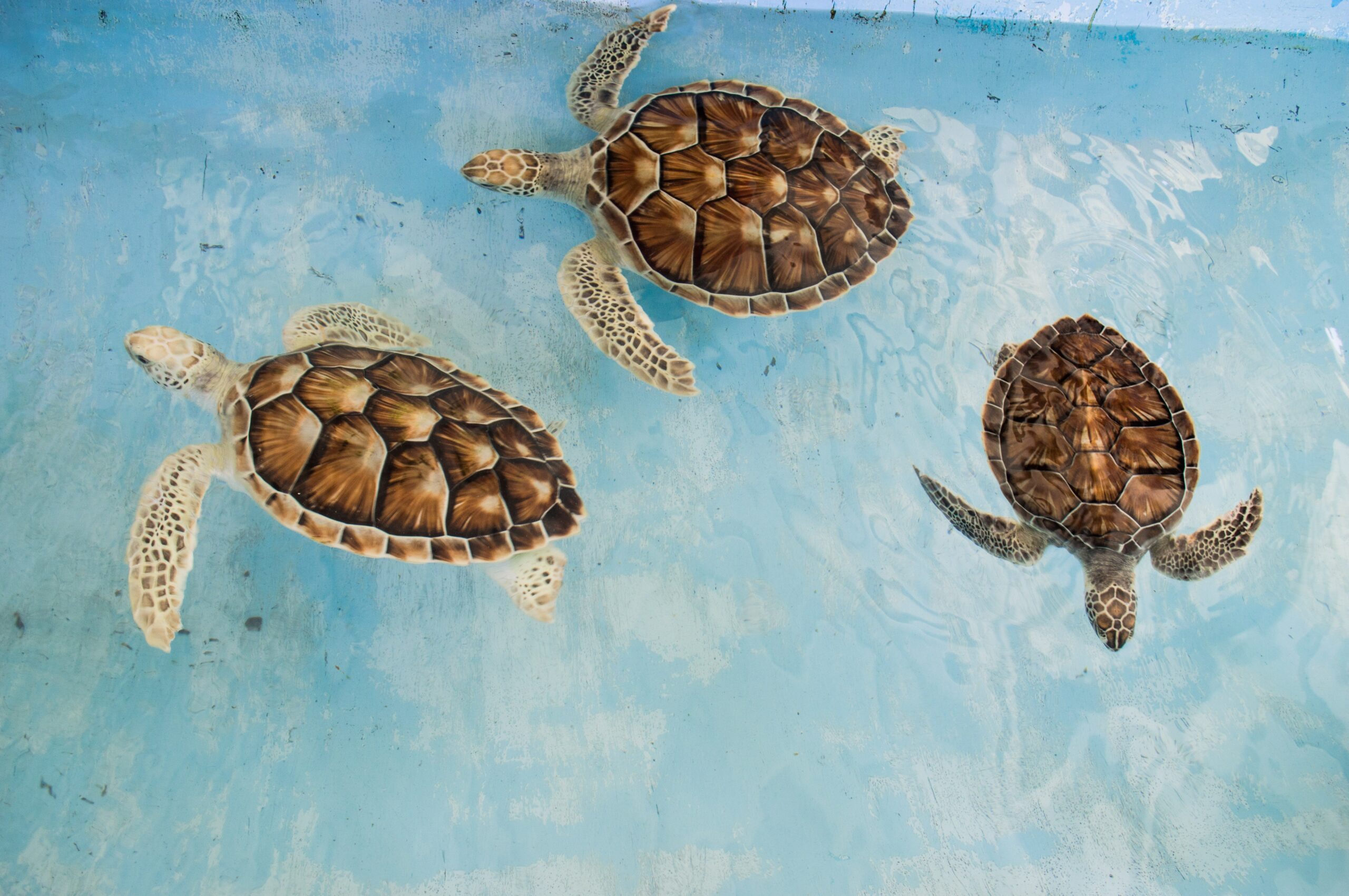 En Isla Mujeres, al sur de México, reactivan hospital de tortugas marinas