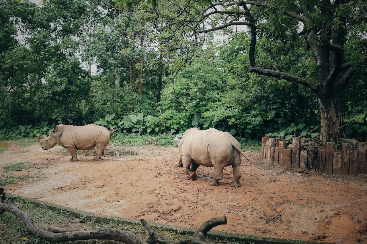 Reintroducen rinocerontes blancos de Sudáfrica en parque de RDCongo