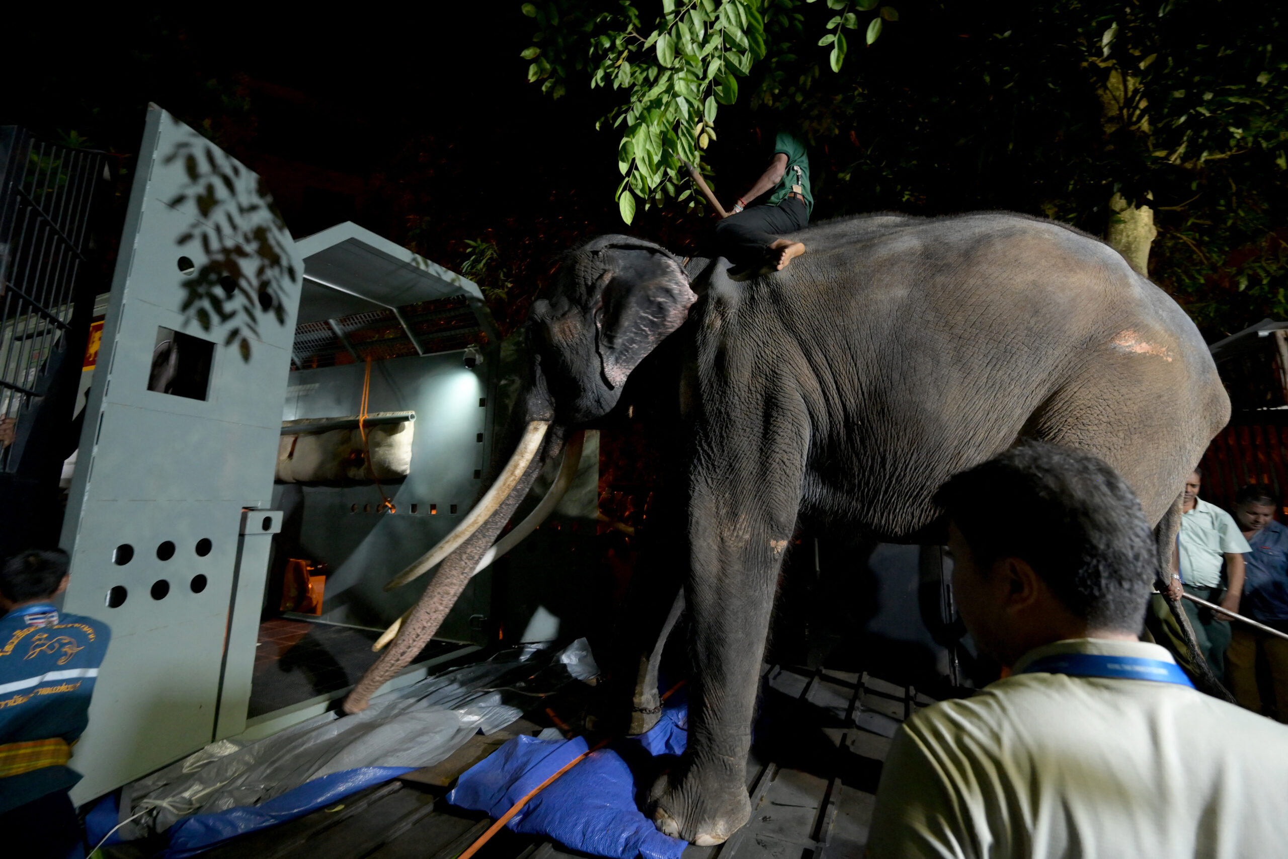 Un elefante regresa a Tailandia a raíz de una querella diplomática con Sri Lanka