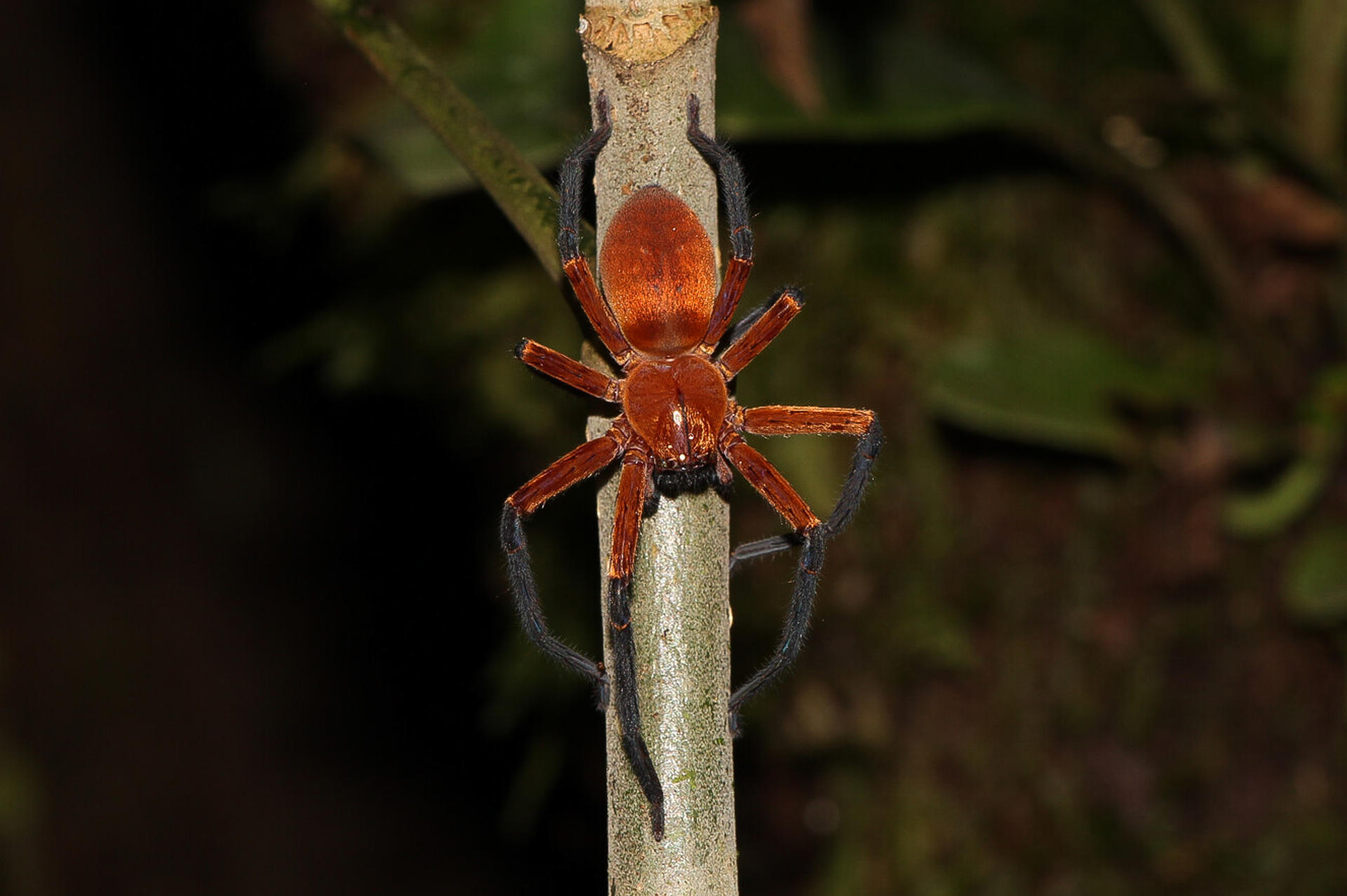 Descubren en zona protegida de la selva amazónica de Ecuador a la araña cangrejo gigante