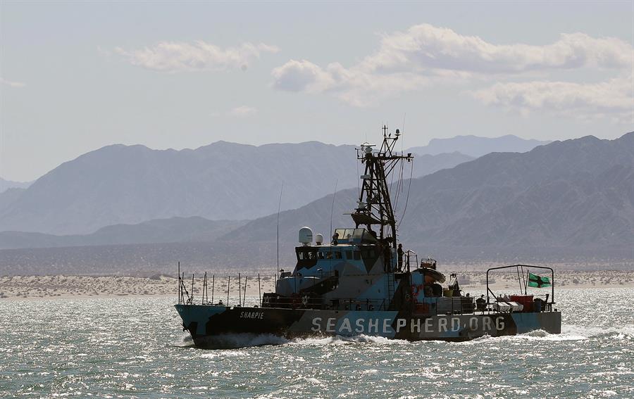 El Gobierno mexicano lanza una campaña para proteger a la totoaba y la vaquita marina