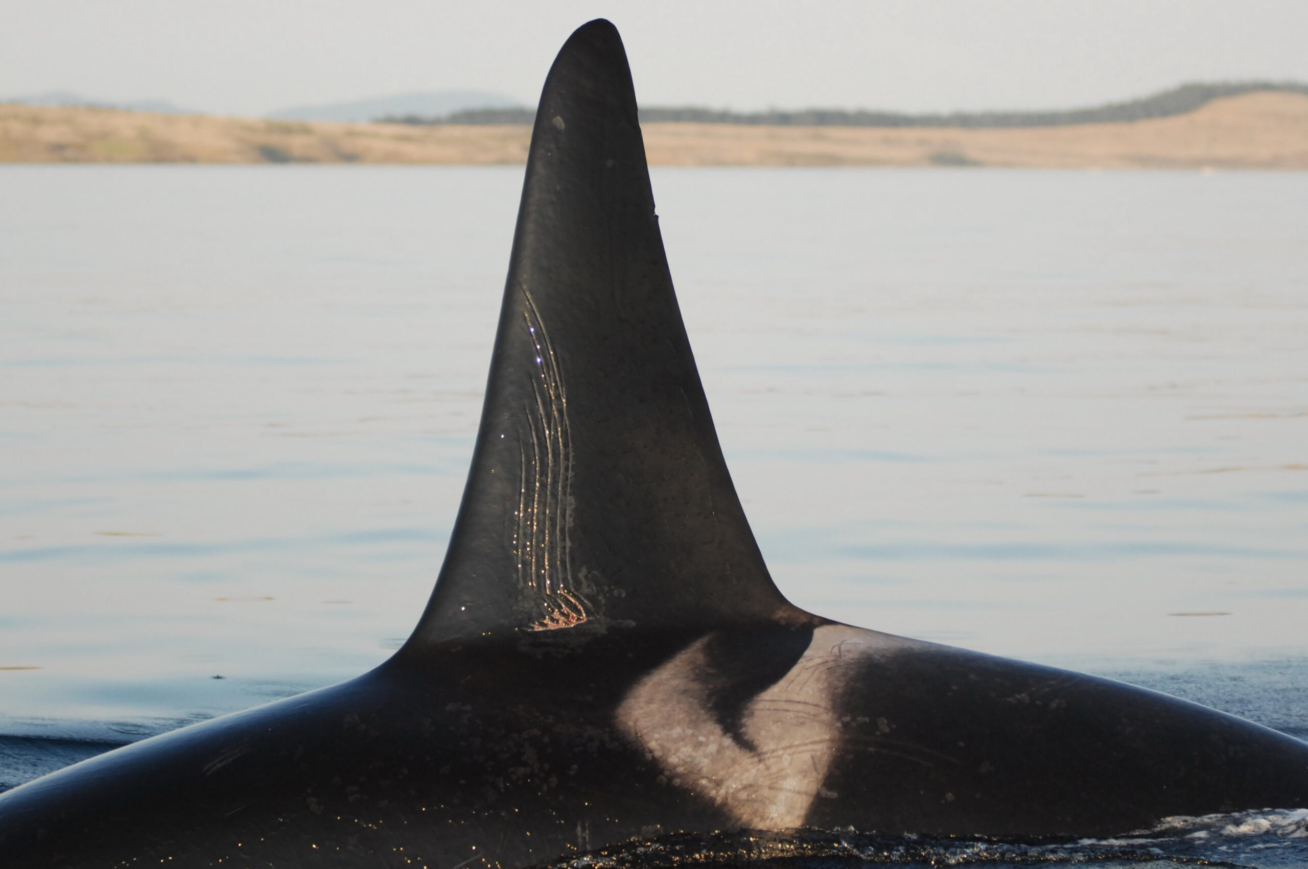 Tras la menopausia, las orcas protegen a sus hijos de las peleas