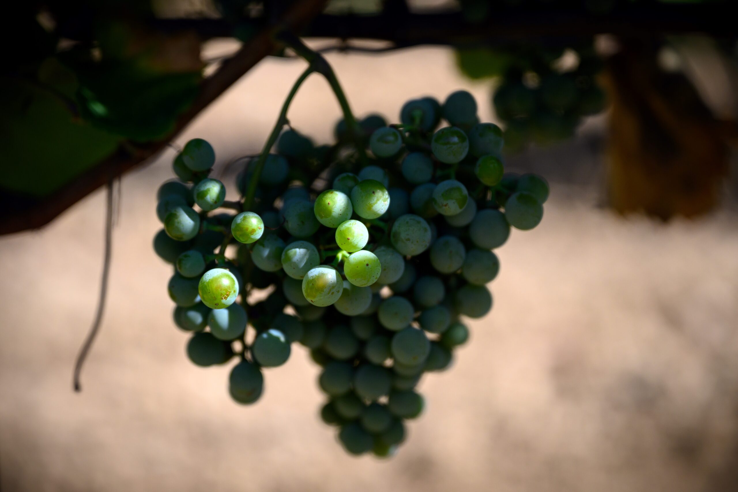 Viticultores franceses cambian de cepa para salvar el vino ante calentamiento global