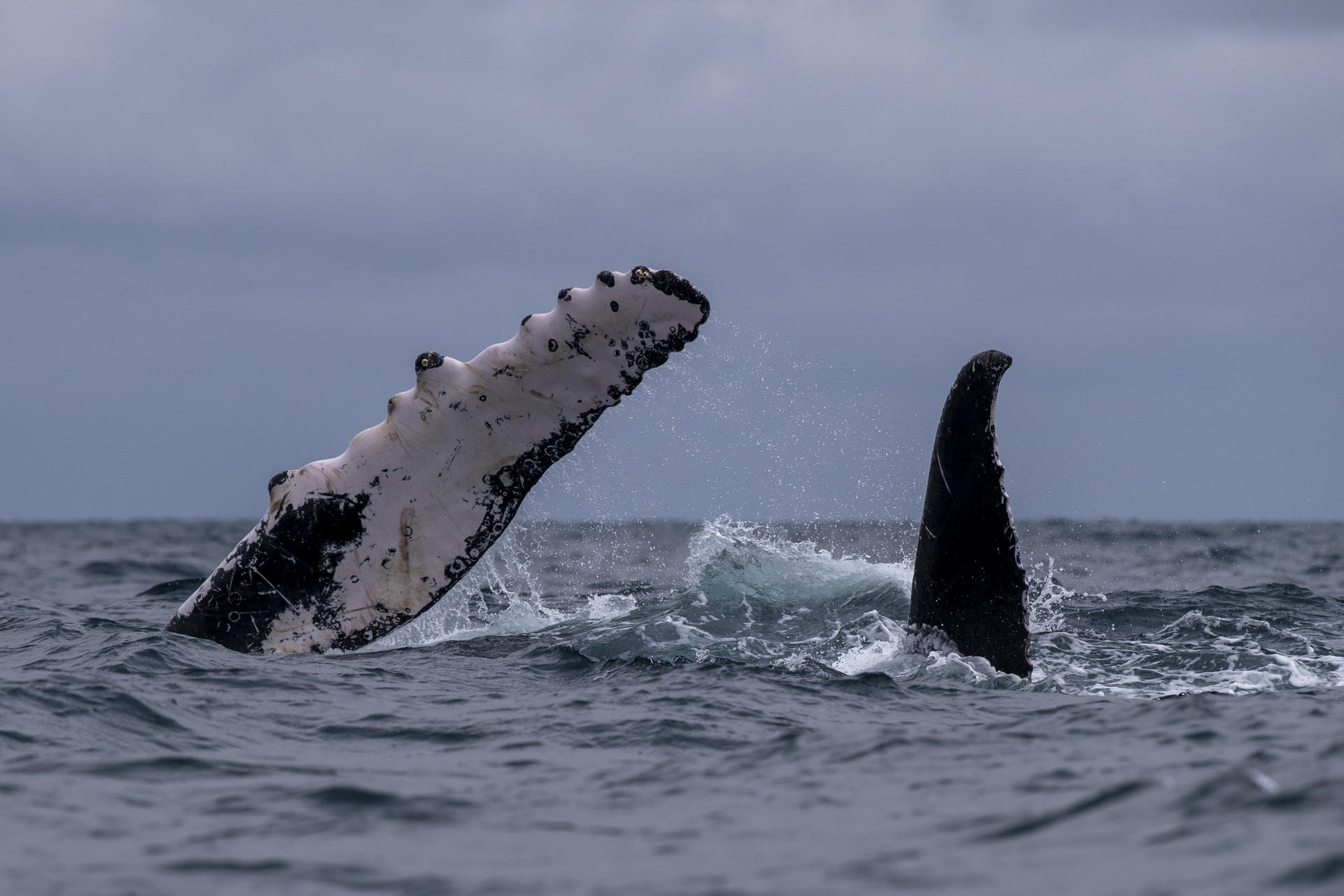 Las ballenas jorobadas causan asombro en el mar de Lima y el sur de Perú