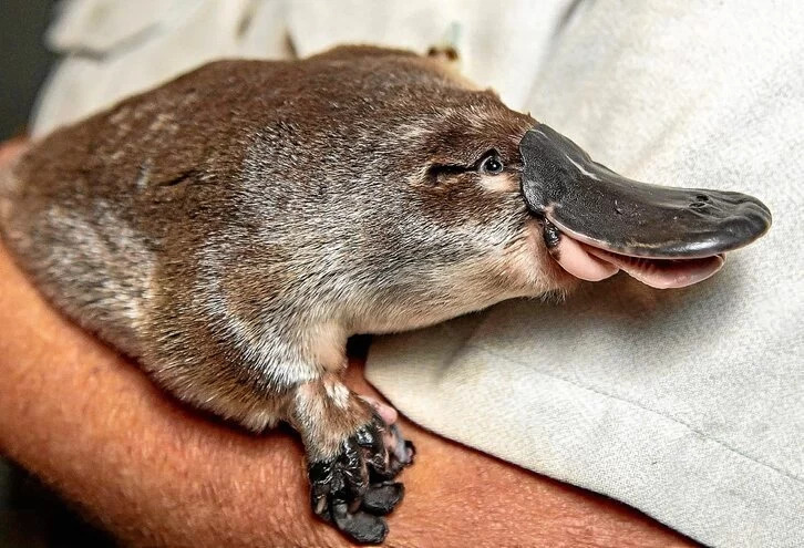 Vuelven los ornitorrincos al parque más antiguo de Australia