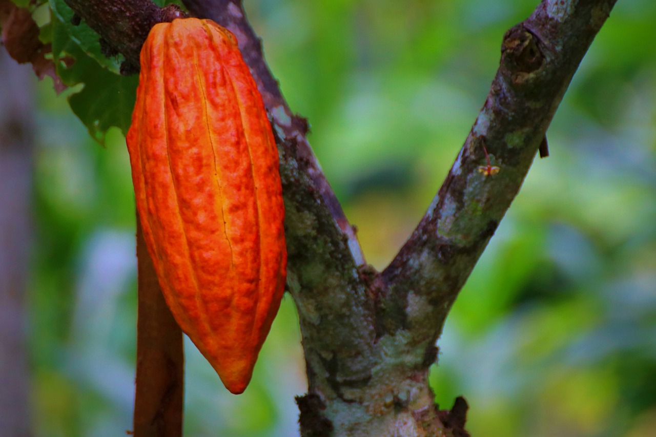 El cacao, el oro negro de Venezuela