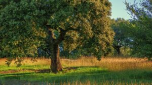 570-2-CIENCIA_Encina_ Imagen ilustrativa_