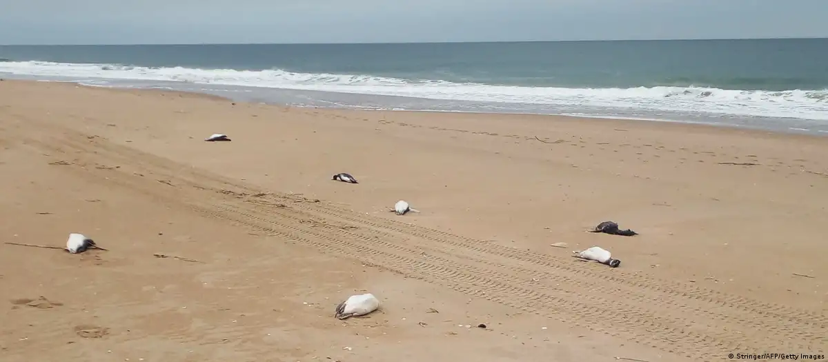 2.000 pingüinos aparecen muertos en costas de Uruguay