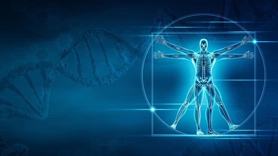 Identifican los genes que dieron forma al esqueleto para caminar erguido