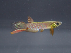 Hallan en Bolivia un pez que sobrevive fuera del agua y que cambia su forma de respirar