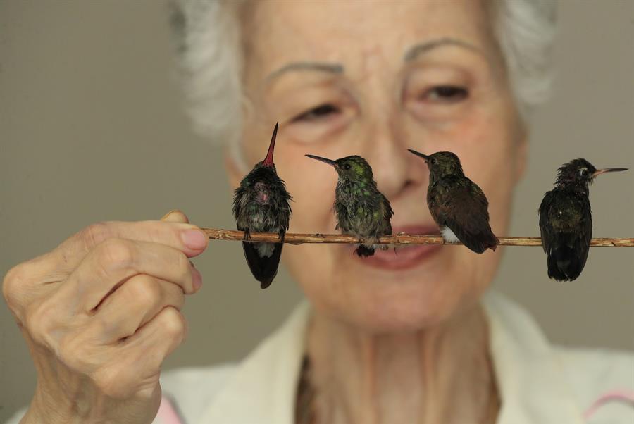 Un «hospital» de colibríes da vida a estas aves heridas y huérfanas en Ciudad de México