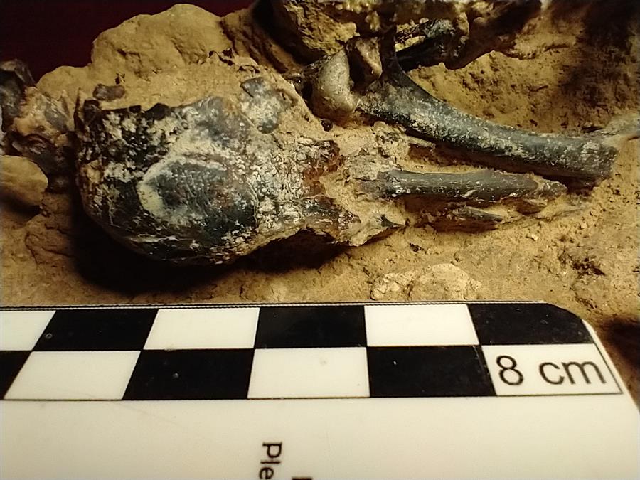 Hallado en Argentina el fósil de un pájaro carpintero de hace 200.000 años