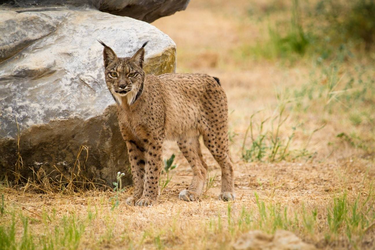 La población de lince ibérico aún no es viable a largo plazo