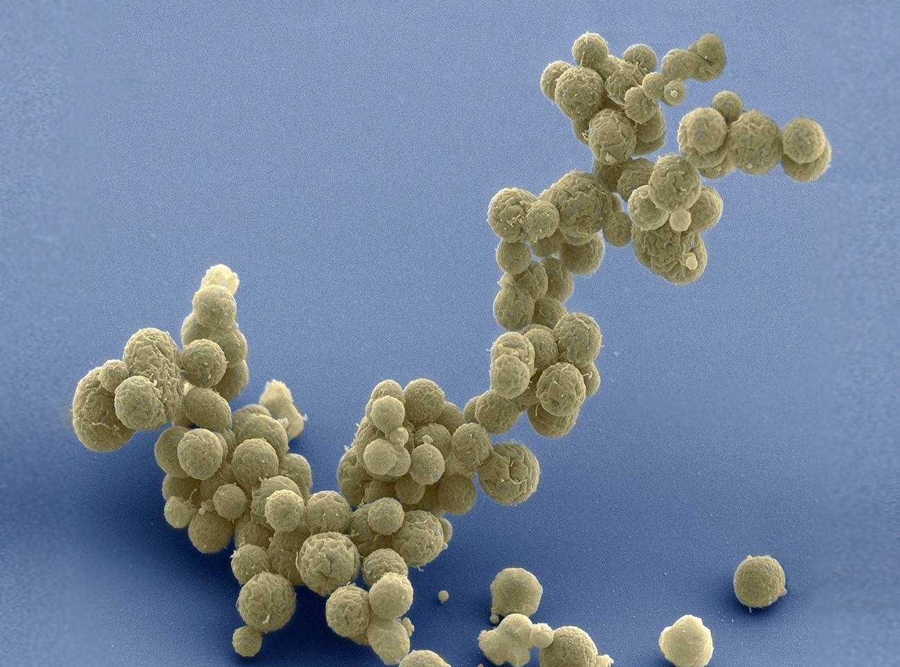 Células artificiales demuestran la eficacia biológica de organismos simples