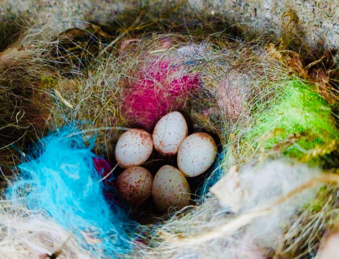 Los pájaros usan basura humana para señalizar sus nidos