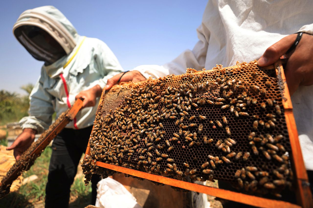 Abejas de Irak luchan contra la sequía para producir su miel