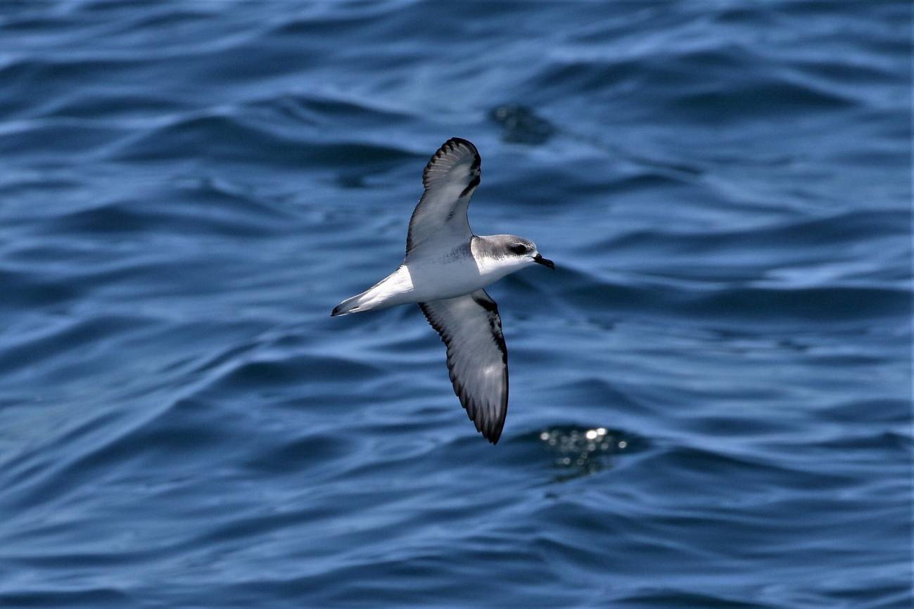 Revelan los puntos negros de exposición al plástico para las aves oceánicas