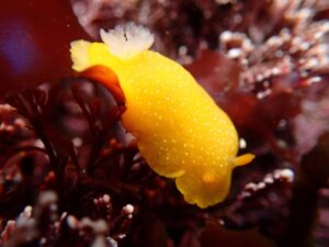 Una-nueva-tecnica-permite-hallar-bacterias-con-interes-farmaceutico-en-babosas-marinas