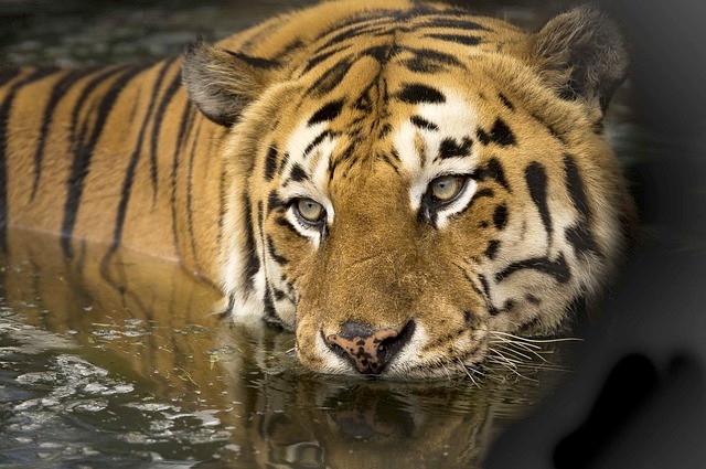 Población de tigres en India, en peligro de extinción, supera los 3.600 ejemplares