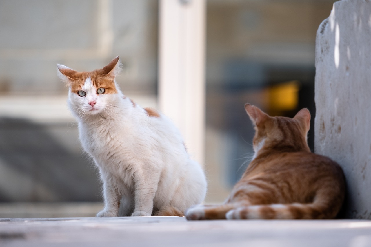 La OMS alerta de un número «elevado» de gatos infectados con gripe aviar en Polonia