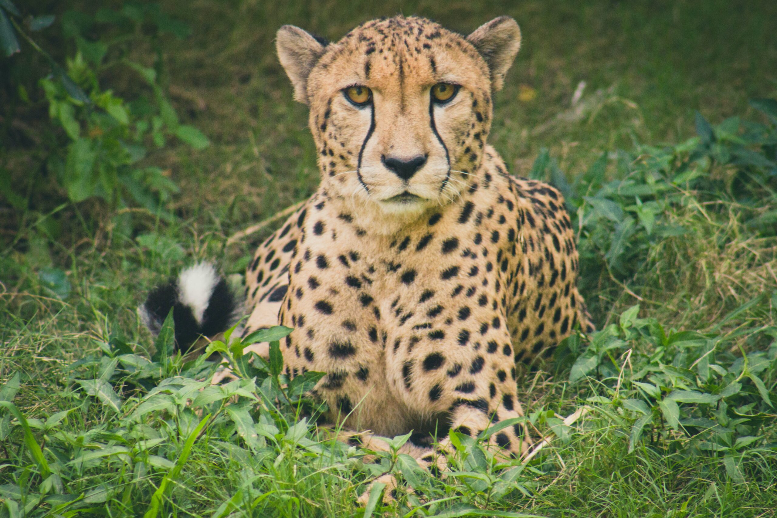 La muerte de ocho guepardos crea alarma sobre la reintroducción de la especie en la India