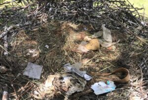 cigueena-blanca-Prado-Herrero