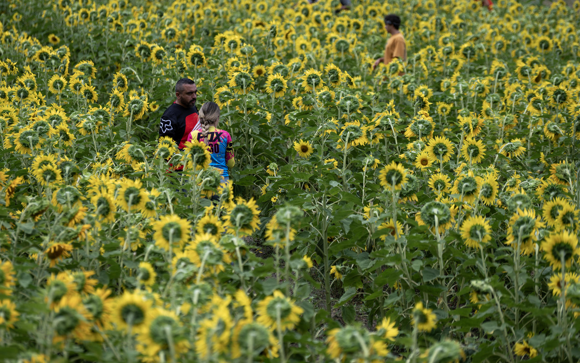 Campo de girasoles impulsa el turismo sustentable en el norte de México