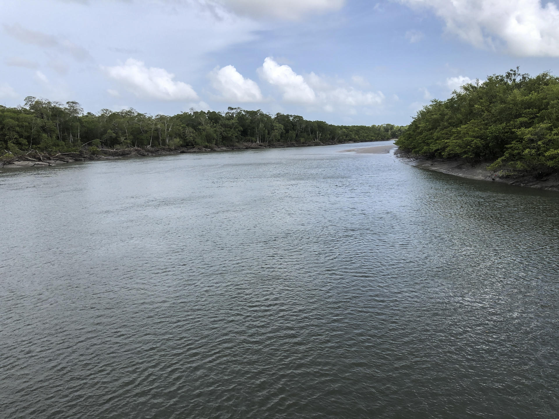 Los manglares de la Amazonía brasileña son los mayores del mundo y los más preservados