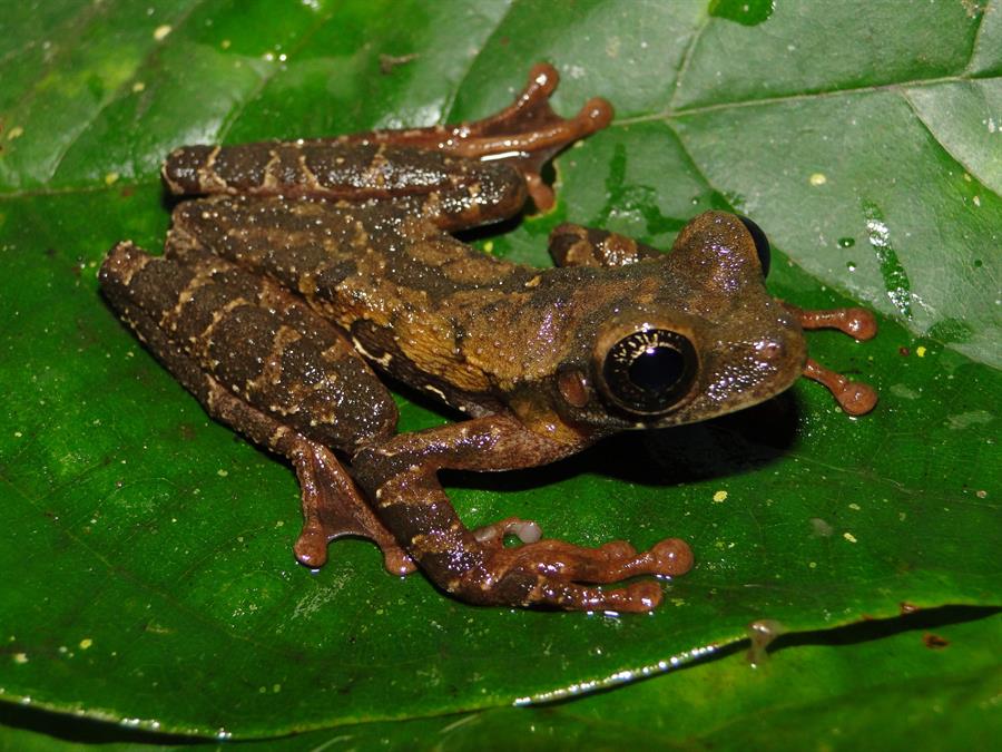 Perú descubre nueva especie de rana que habita en la selva alta del país