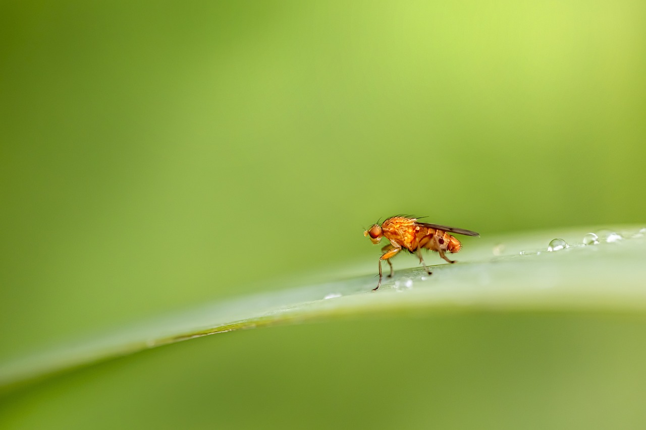 Moscas modificadas genéticamente se reproducen sin macho