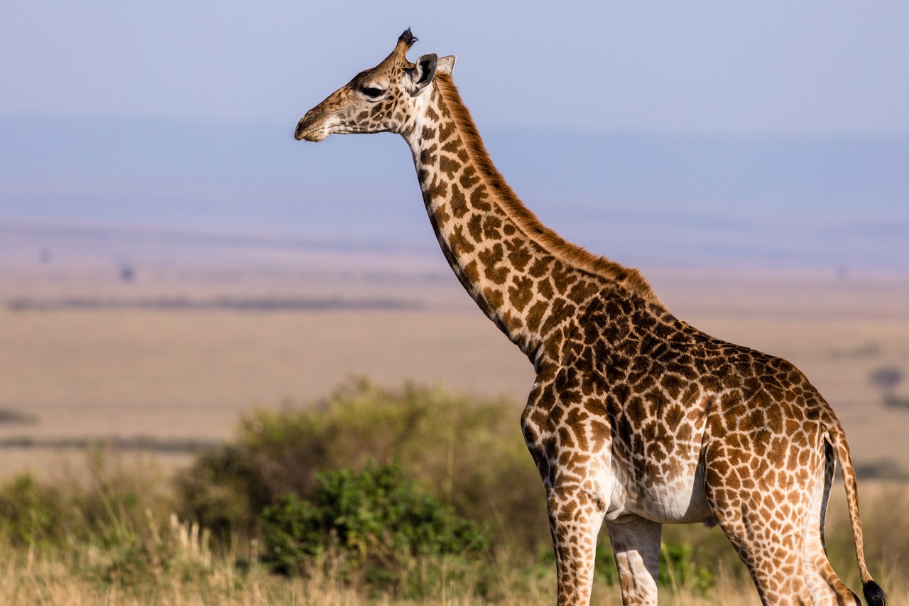 Trasladan a catorce jirafas a Angola para enriquecer su biodiversidad