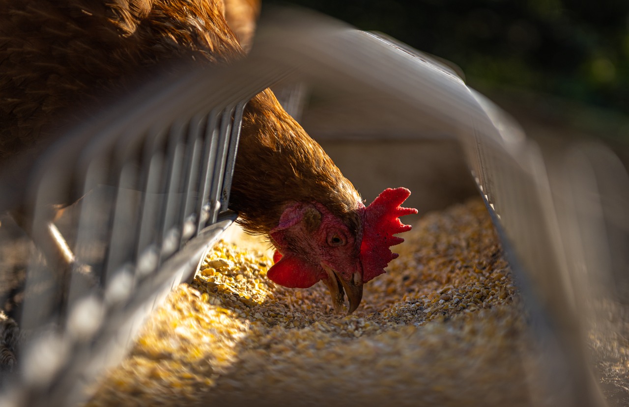 ¿Qué demuestra que los humanos remodelaron el planeta? Los pollos