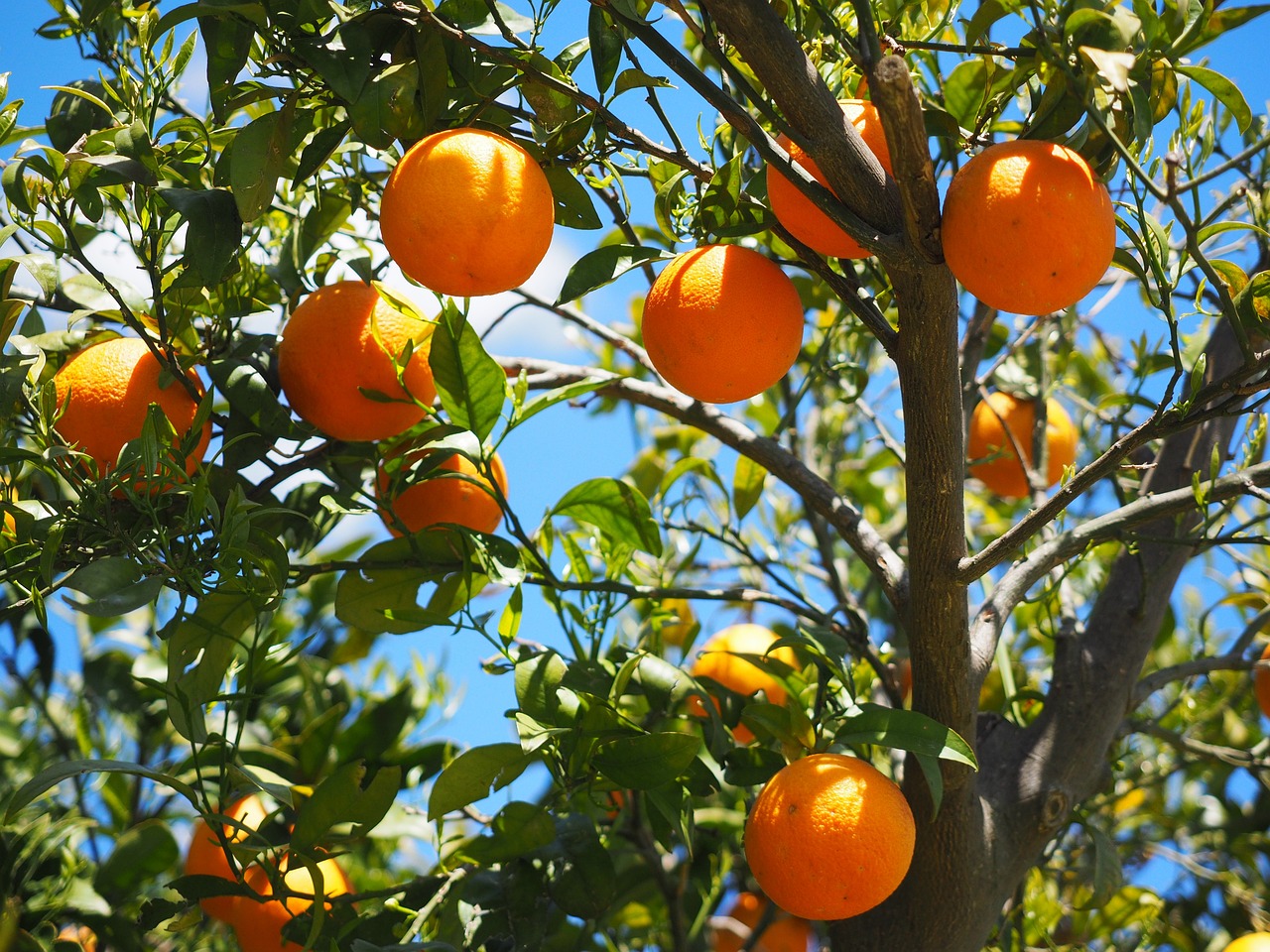 Ingeniería genética: ¿producción sostenible de alimentos?