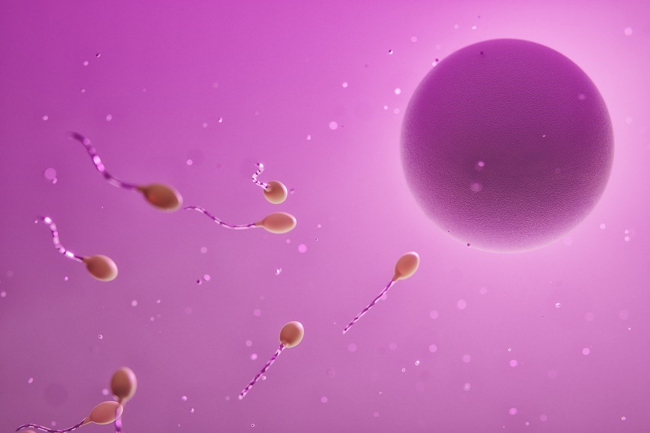 Microrobots captan espermatozoides para la inseminación